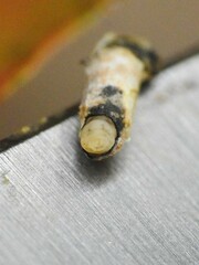 Neolasioptera impatientifolia