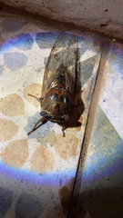 Megatibicen resonans