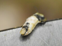 Neolasioptera impatientifolia