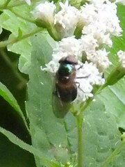 Copestylum vesicularium