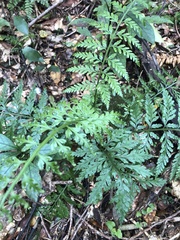 Asplenium bulbiferum