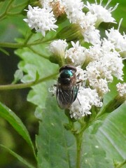 Copestylum vesicularium