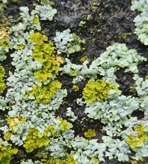 Physcia adscendens