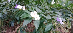Brunfelsia grandiflora