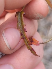 Rubus schmidelioides