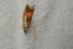 Epinotia