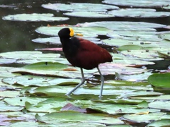 Jacana spinosa