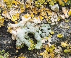 Physcia adscendens