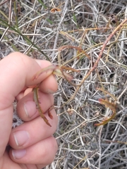 Rubus schmidelioides