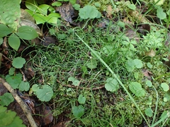 Equisetum scirpoides