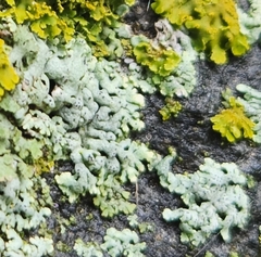 Physcia adscendens