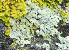 Physcia adscendens