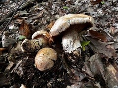 Tricholoma grave