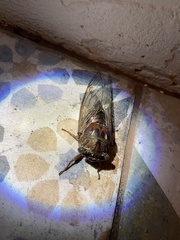 Megatibicen resonans