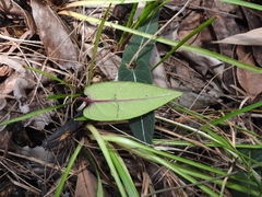 Parsonsia