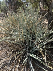 Yucca baccata
