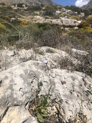 Knautia integrifolia