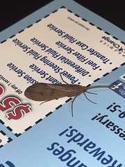 Onocosmoecus unicolor