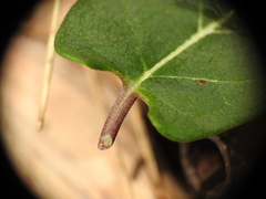 Parsonsia