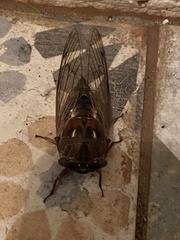 Megatibicen resonans