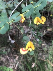 Bossiaea