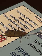 Onocosmoecus unicolor