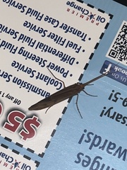 Onocosmoecus unicolor