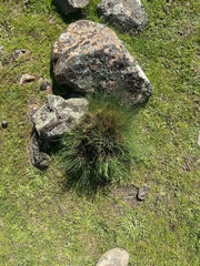 Poa cita
