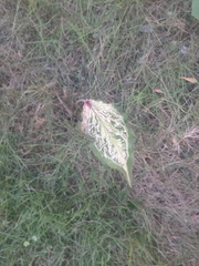 Caladium bicolor