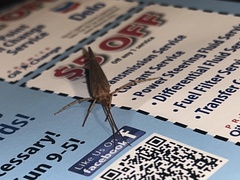 Onocosmoecus unicolor