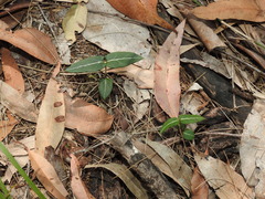 Parsonsia