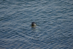 Phoca vitulina vitulina