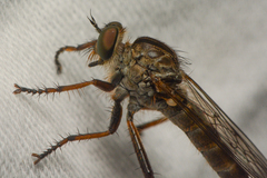 Neomochtherus willistoni