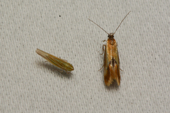 Batia lunaris
