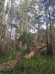 Persoonia longifolia