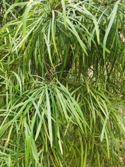 Persoonia longifolia