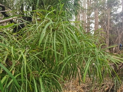 Persoonia longifolia