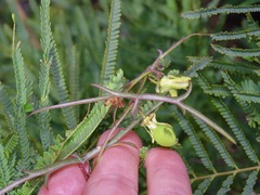Passiflora tenuiloba
