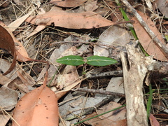 Parsonsia