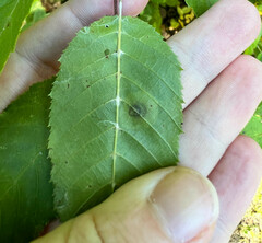 Cameraria corylisella