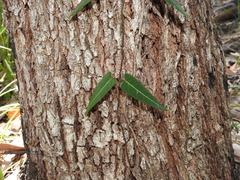 Parsonsia