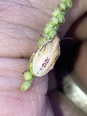 Oebalus