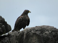 Buteo galapagoensis