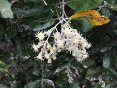 Brachylaena discolor