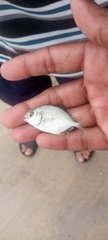 Trachinotus