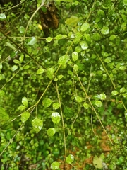 Coprosma areolata
