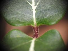 Parsonsia