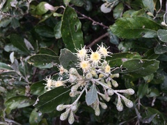 Brachylaena discolor