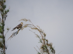 Falco femoralis