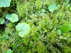 Mniaceae
